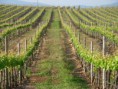 /album/vinhas-e-vinhos/unnamed-6-jpg/